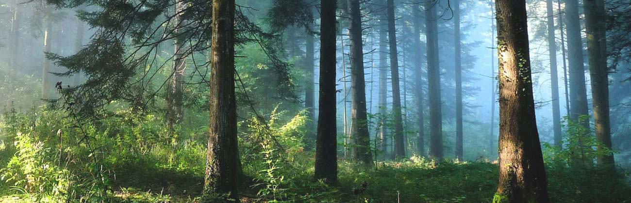 The Environment